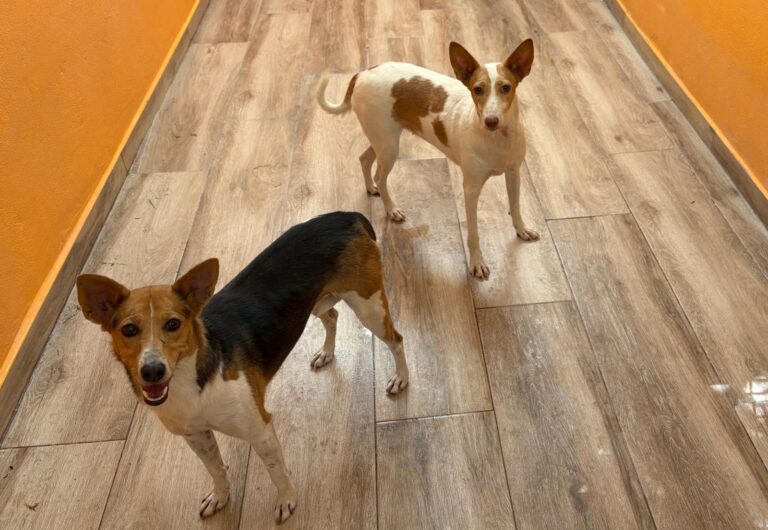 multimedia-foto94480-395-1