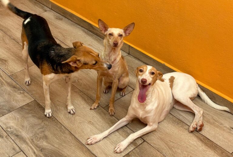 multimedia-foto94482-396-1