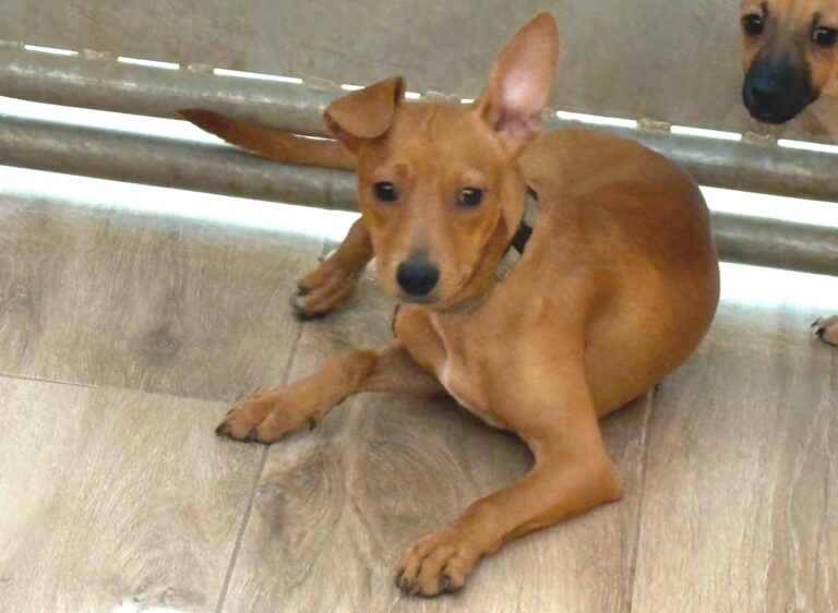 multimedia-foto94520-421-1