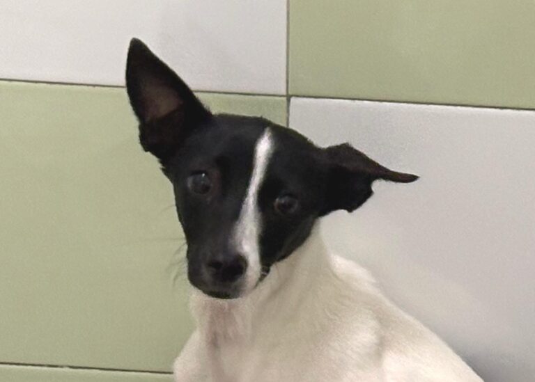 multimedia-foto94533-533-1