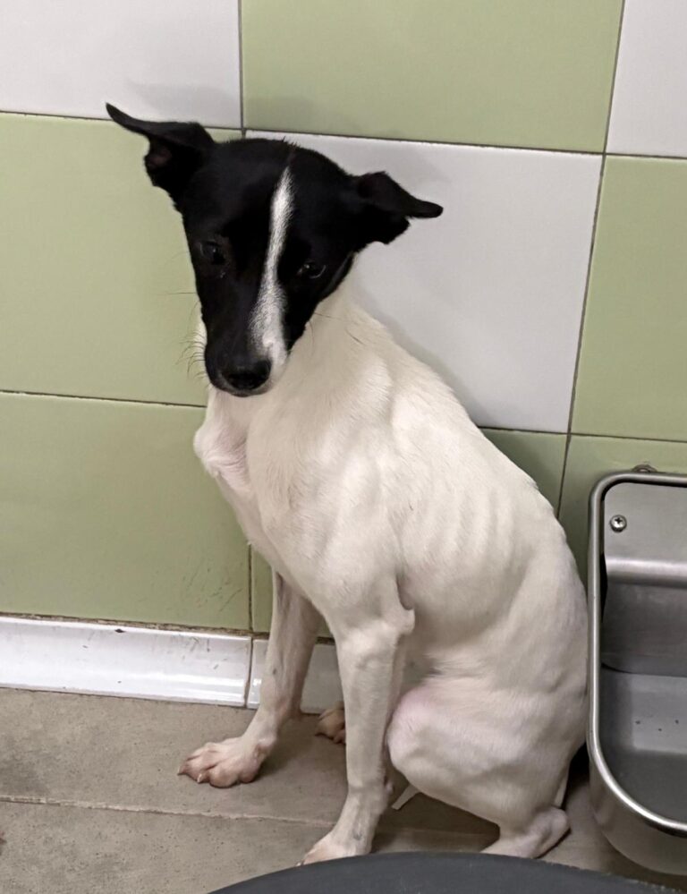 multimedia-foto94537-535-1