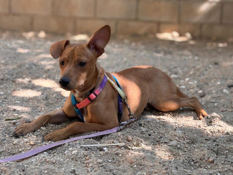 multimedia-foto94558-942-1