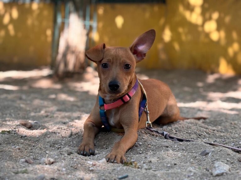 multimedia-foto94559-942-1