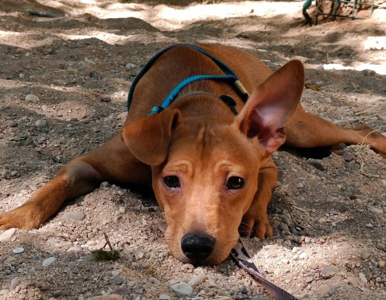 multimedia-foto94560-942-1