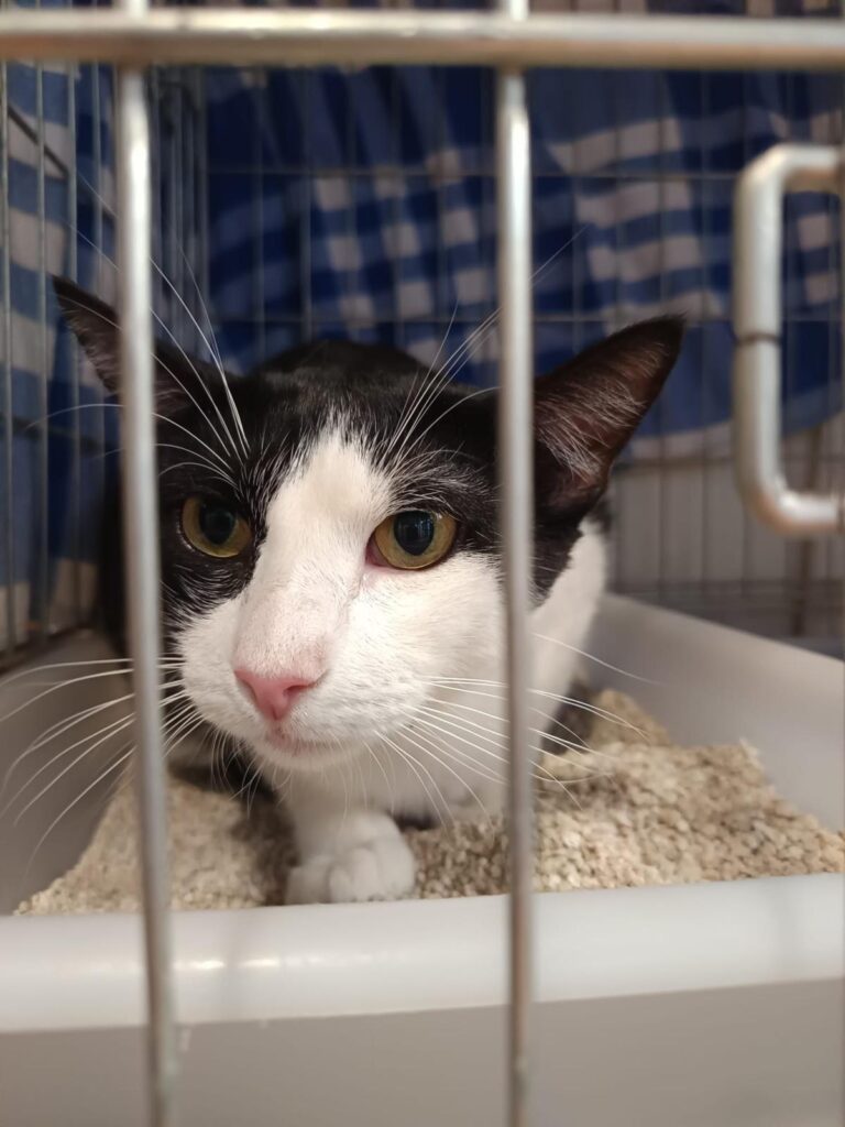 multimedia-foto94593-741-1