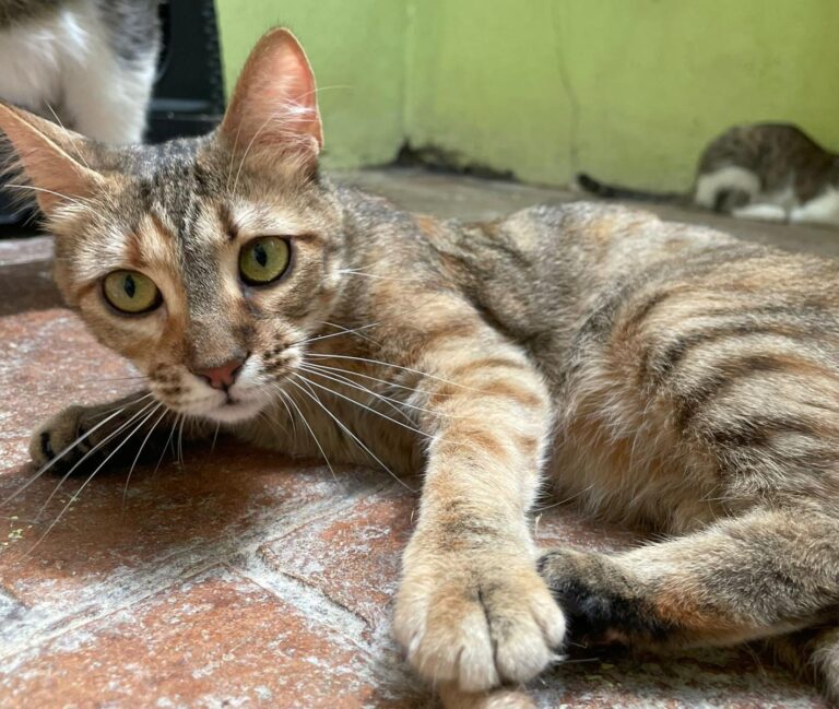 multimedia-foto94637-955-1