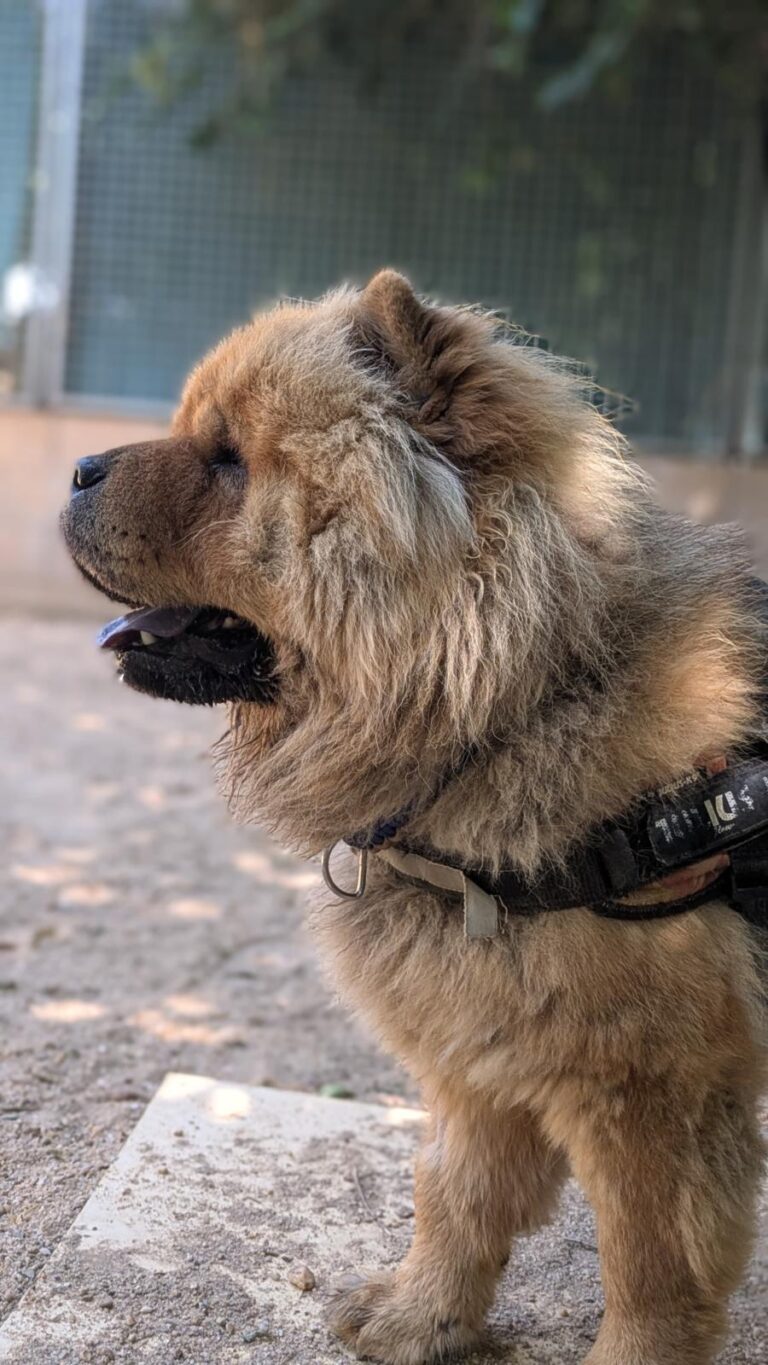 multimedia-foto94643-930-1