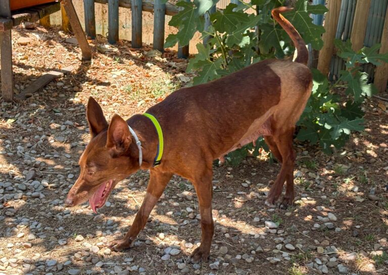 multimedia-foto94671-363-1