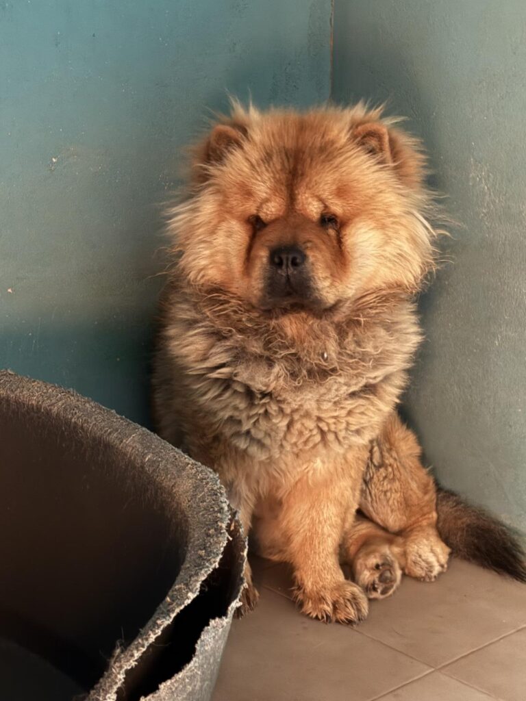 multimedia-foto94677-649-1