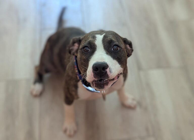 multimedia-foto94679-501-1