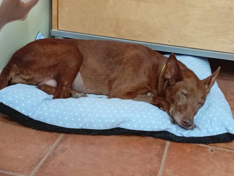 multimedia-foto94681-133-1