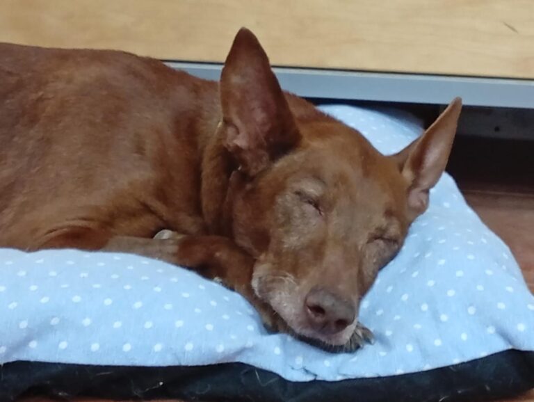 multimedia-foto94682-134-1