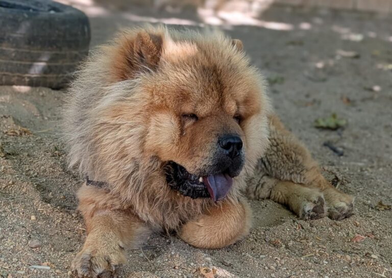 multimedia-foto94700-225-1