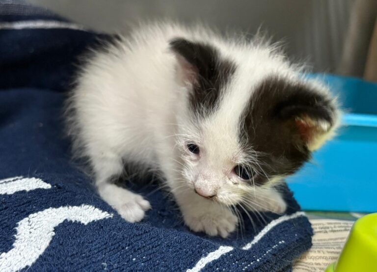 multimedia-foto94705-367-1