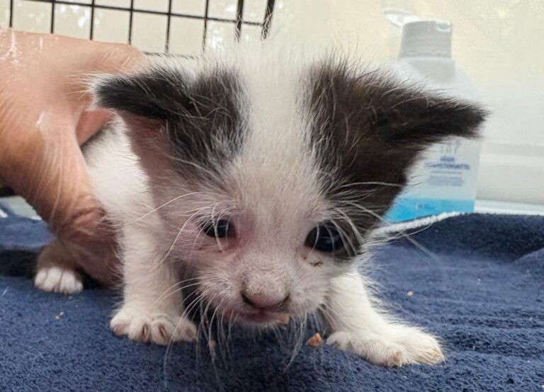 multimedia-foto94707-368-1