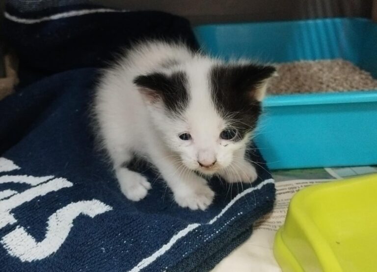 multimedia-foto94709-368-1