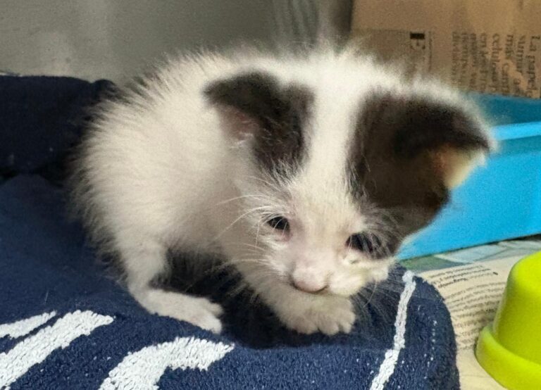 multimedia-foto94710-369-1