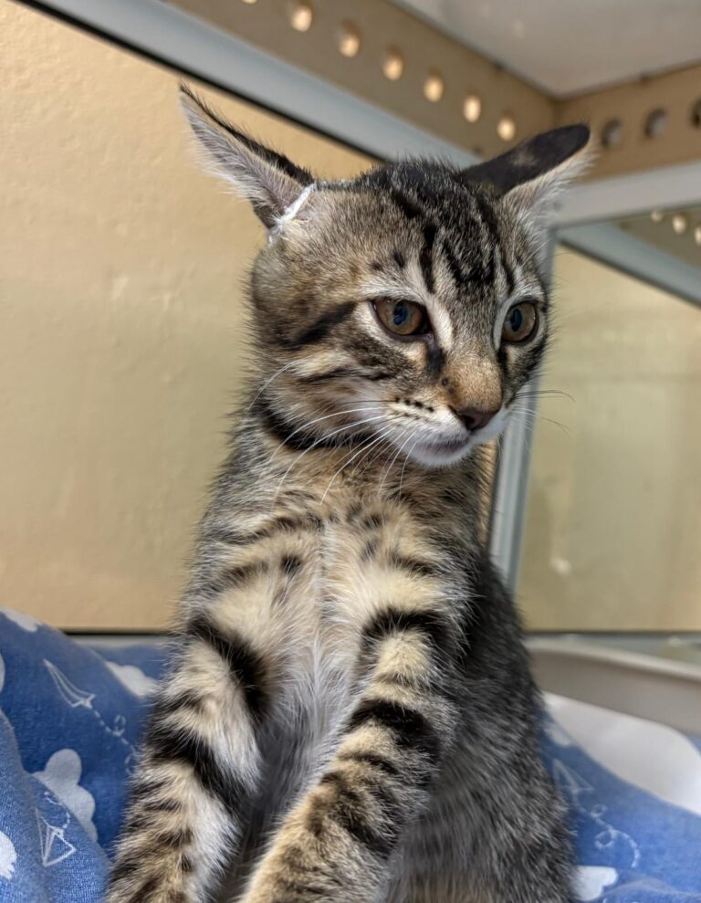 multimedia-foto94711-261-1