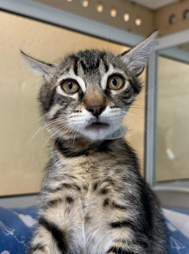 multimedia-foto94712-261-1