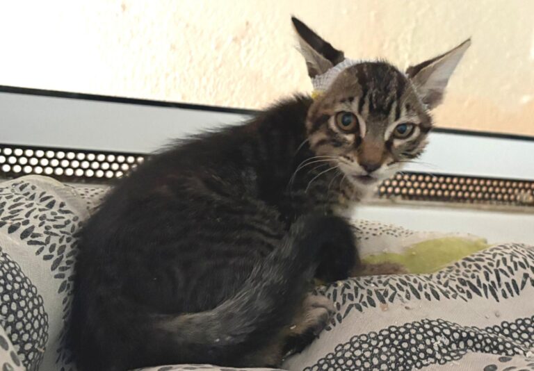 multimedia-foto94713-262-1