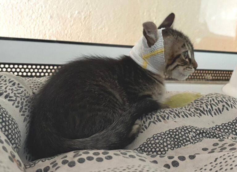 multimedia-foto94714-262-1