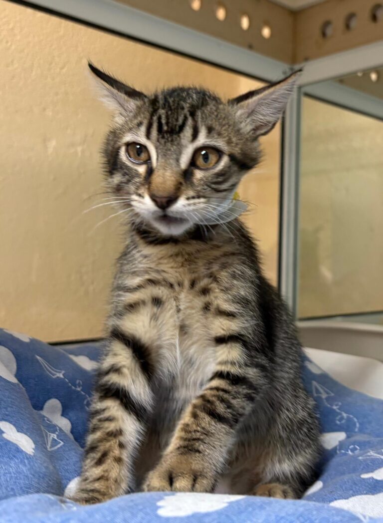 multimedia-foto94715-262-1