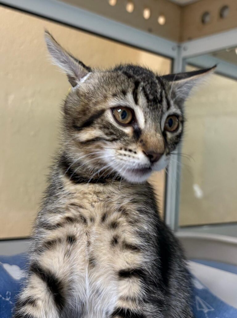 multimedia-foto94716-263-1