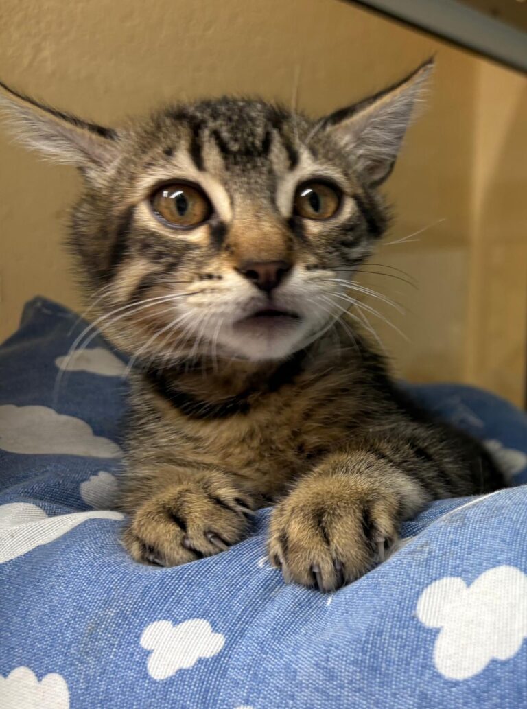 multimedia-foto94717-263-1