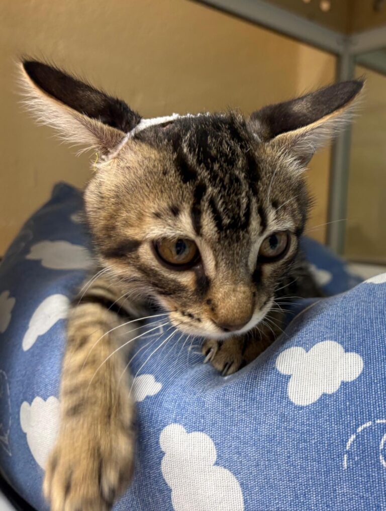 multimedia-foto94718-263-1