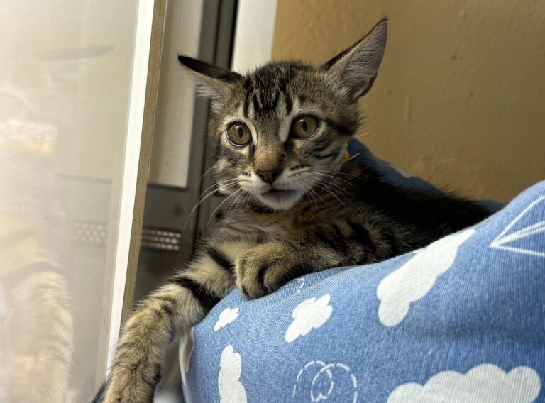 multimedia-foto94719-264-1