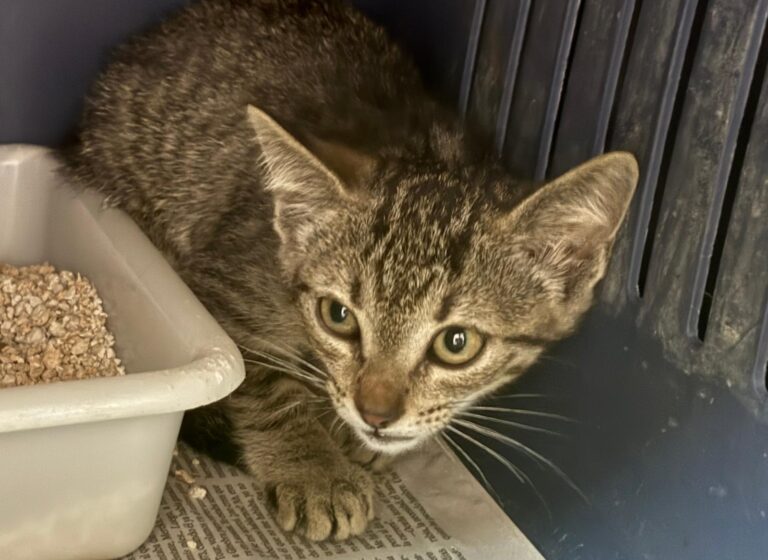 multimedia-foto94720-953-1