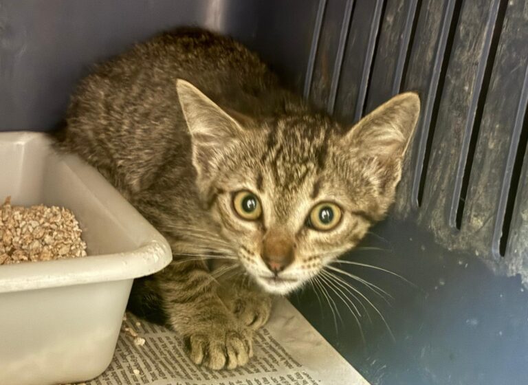 multimedia-foto94721-953-1