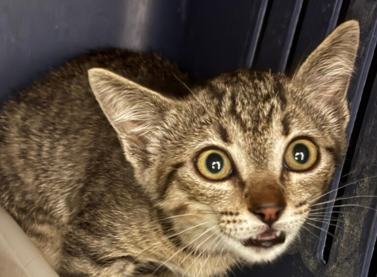 multimedia-foto94722-954-1