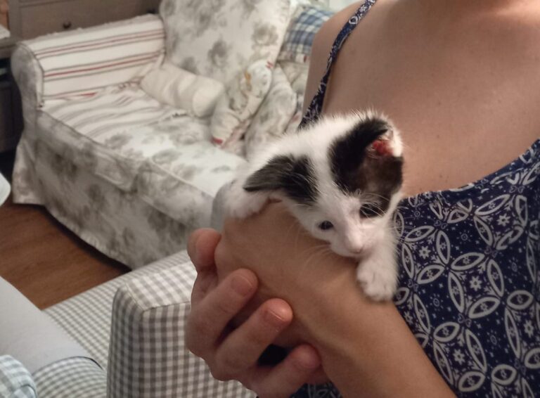 multimedia-foto94723-377-1