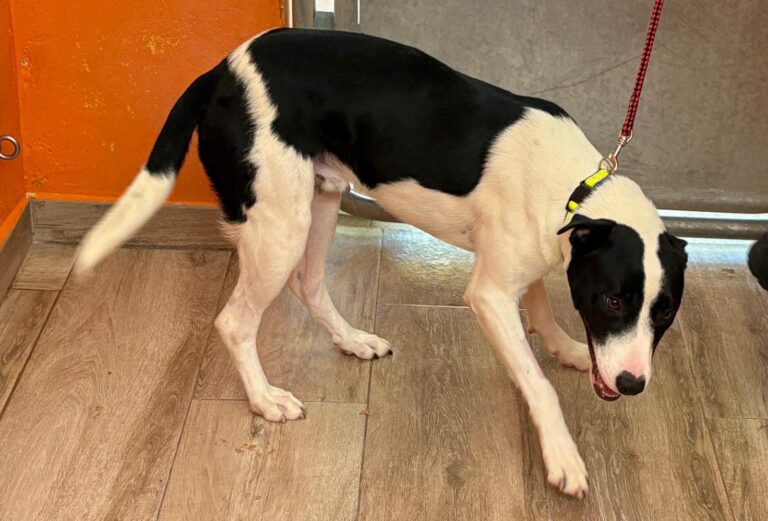 multimedia-foto94732-468-1