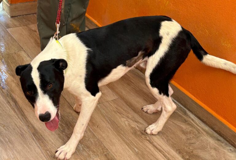 multimedia-foto94733-468-1