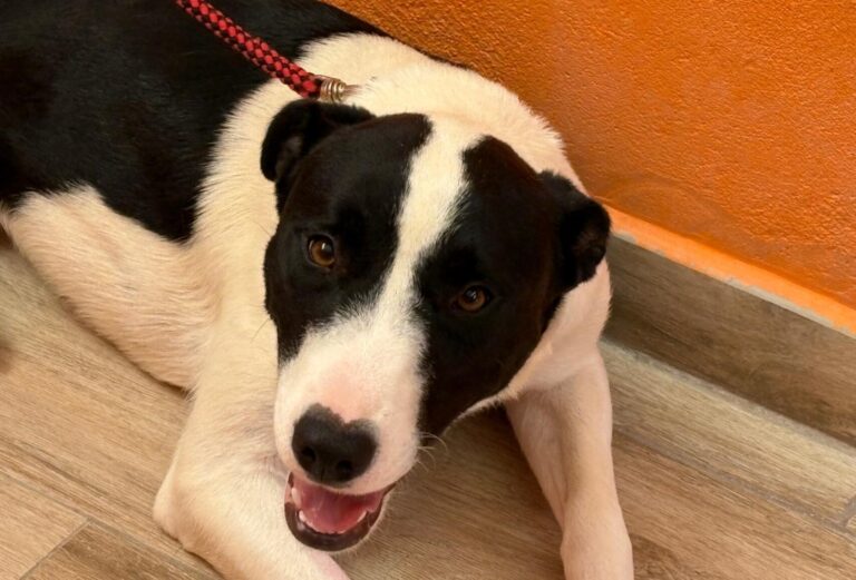 multimedia-foto94738-470-1