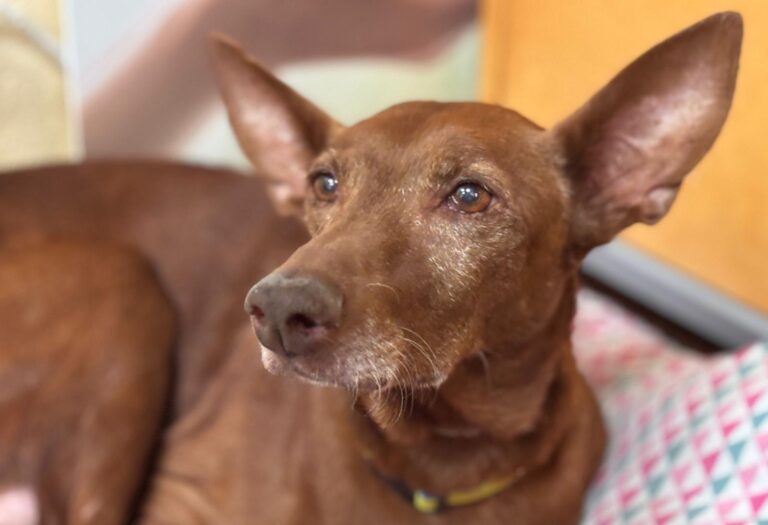 multimedia-foto94757-529-1