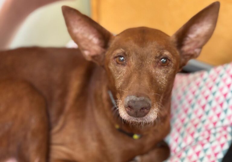 multimedia-foto94758-529-1