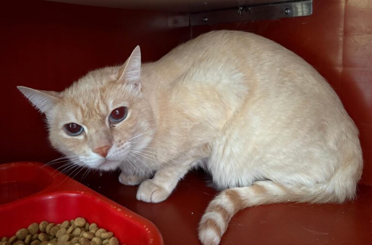 multimedia-foto94764-169-1