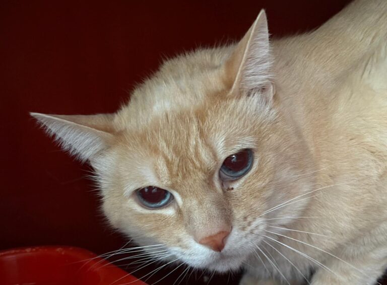 multimedia-foto94765-170-1