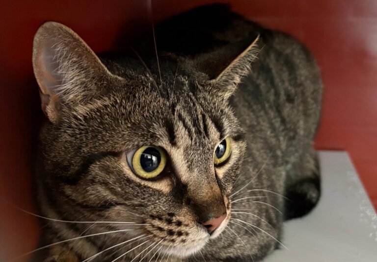 multimedia-foto94769-236-1