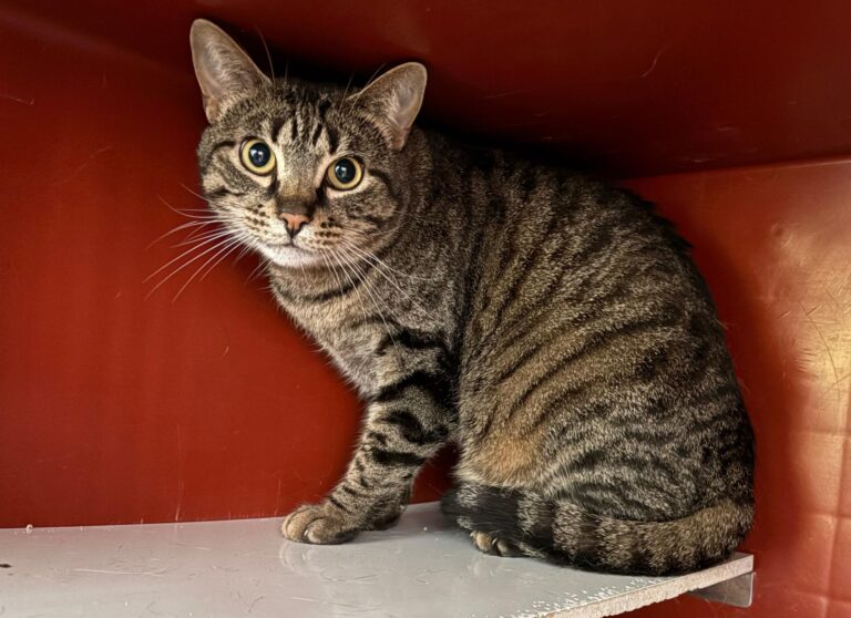 multimedia-foto94770-236-1