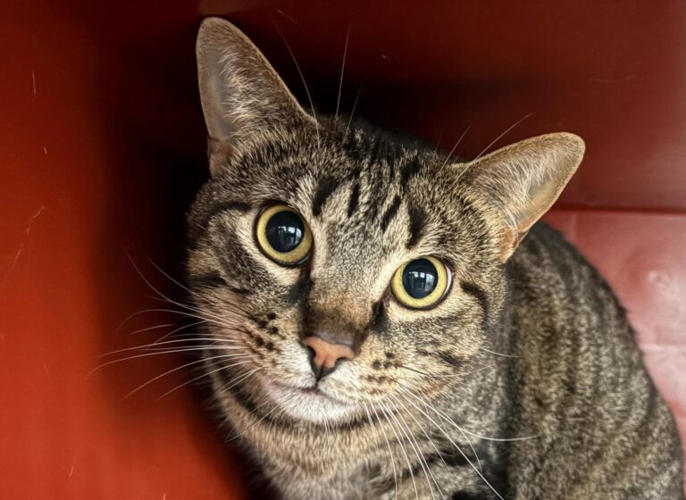 multimedia-foto94771-237-1