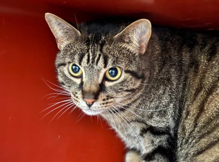 multimedia-foto94772-237-1