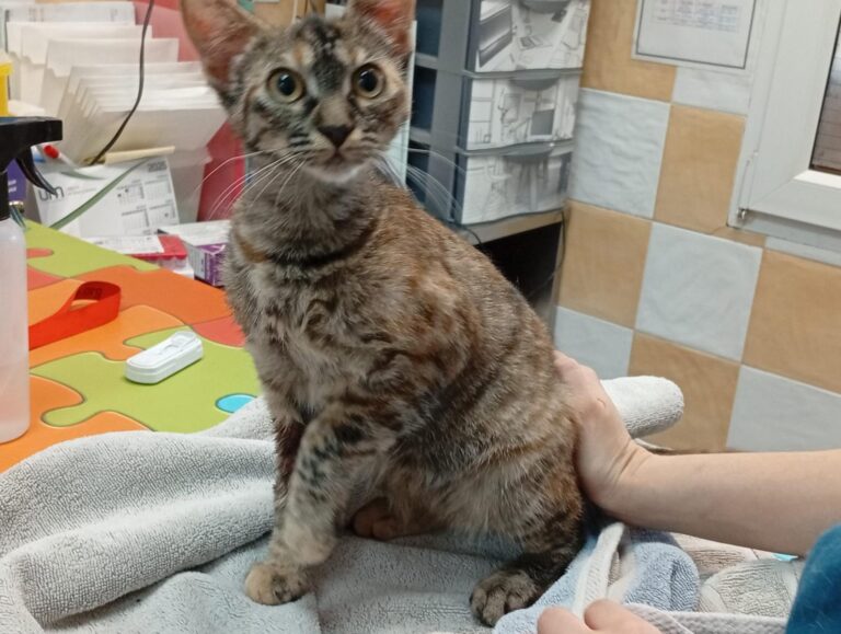 multimedia-foto94773-257-1