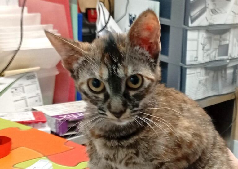 multimedia-foto94774-257-1