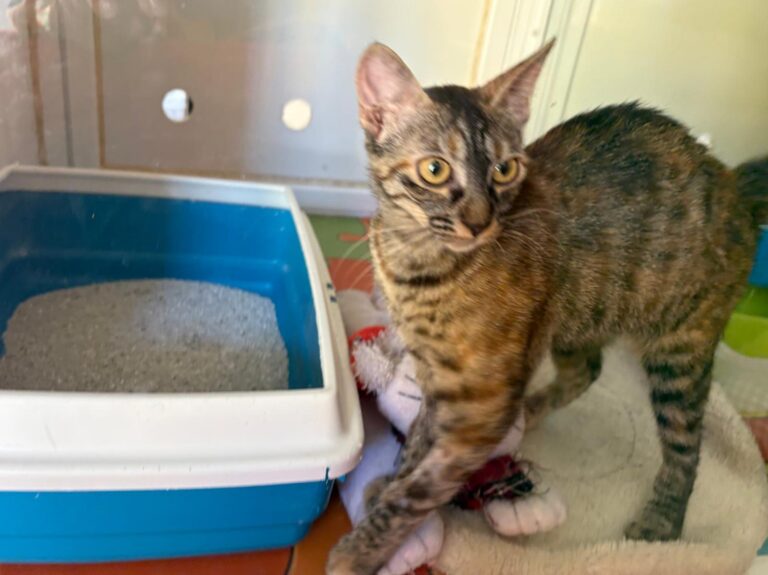 multimedia-foto94776-258-1