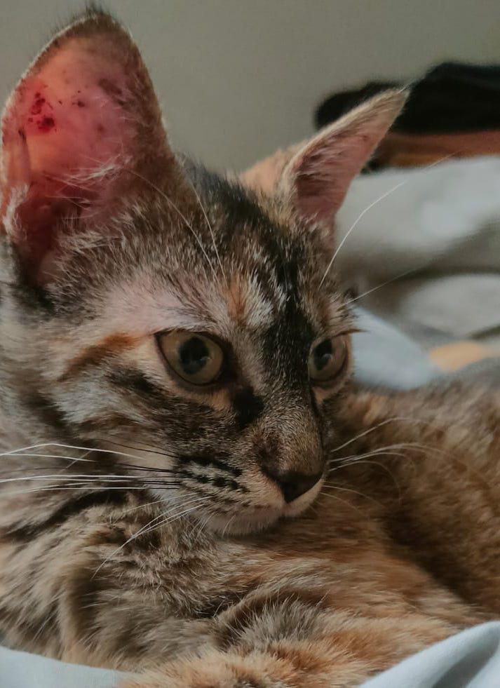 multimedia-foto94777-258-1