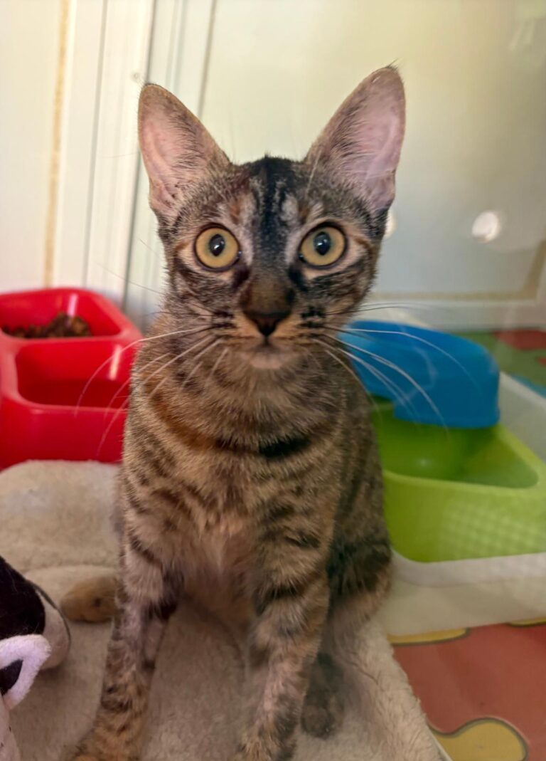 multimedia-foto94778-258-1